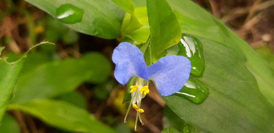 대나무잎을 닮은 닭의장풀 이파리에 빗방울이 고여 있다.  2020년 6월 28일 안산 산책로