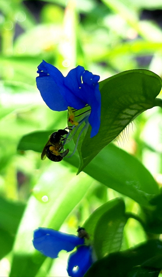 닭의장풀의 짙푸른 남색은 파란색 물감을 대신하는 천연 염료로도 쓰인다 . 2020년 6월 28일 인왕산 기슭