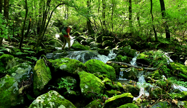 둔가리약수길 4-1코스가 지나가는 비조불통(非鳥不通) 계곡. 깊은 협곡 안이 온통 초록 이끼로 가득하다. ‘새가 아니면 통할 수 없다’는 이름처럼 접근이 쉽지 않았던 곳인데, 약수길을 놓으면서 누구나 드나들 수 있게 됐다.