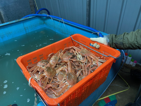 대게 유통업자가 산속 주택 수족관에 보관 중인 대게. 울산해경 제공