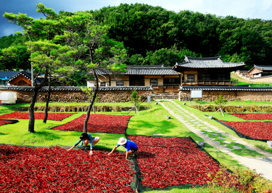 경북 영양군의 한 농가에서 농민들이 고추를 말리고 있다. 영양군청 제공