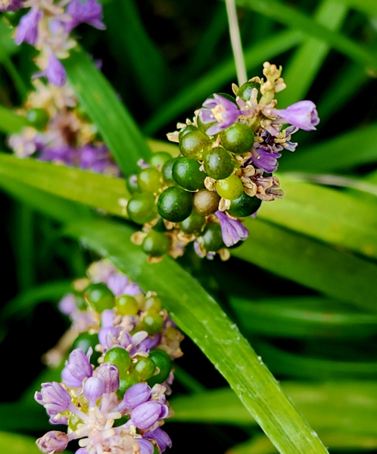 남산골한옥마을 맥문동.  연보라색 꽃잎과 청록 열매가 함께 맺혀 있다. 9월 11일
