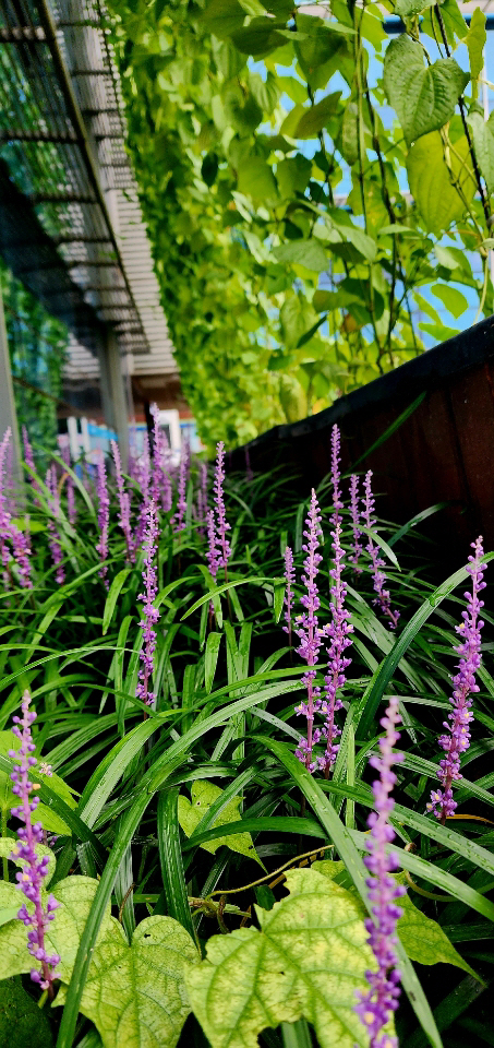 덩굴식물인 둥근마가 서울 서대문구 서대문구청 건물 정면을 뒤덮은 가운데 건물 아래 그늘진 곳에 맥문동 군락이  조성돼 있다. 8월 11일