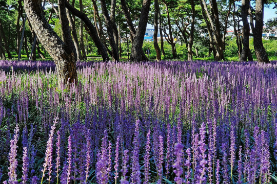 경주시 황성공원 솔숲을 배경으로 여름에 만개한 맥문동군락이 보랏빛 향연을 펼치고 있다. 경주시 제공