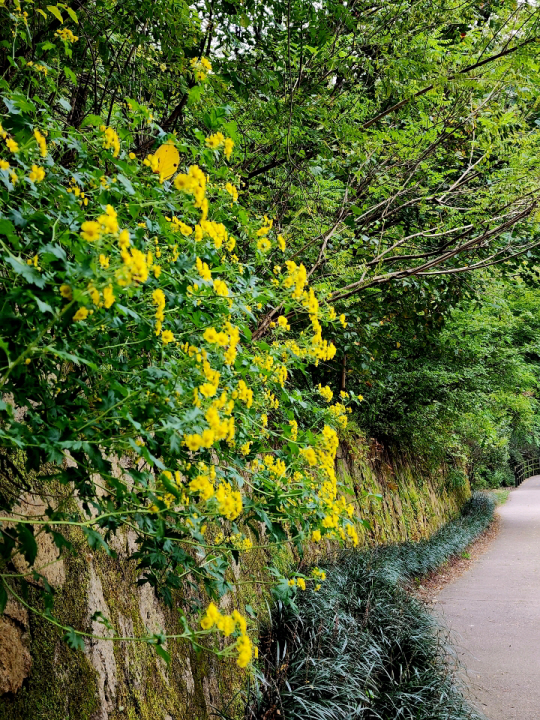 서울 안산 자락에 노란 산국이 핀 가운데 산책로 옆으로 길게  맥문동 군락이 조성돼 있다. 맥문동 잎은 겨울에도 푸른색을 유지한다. 2022년 10월 16일