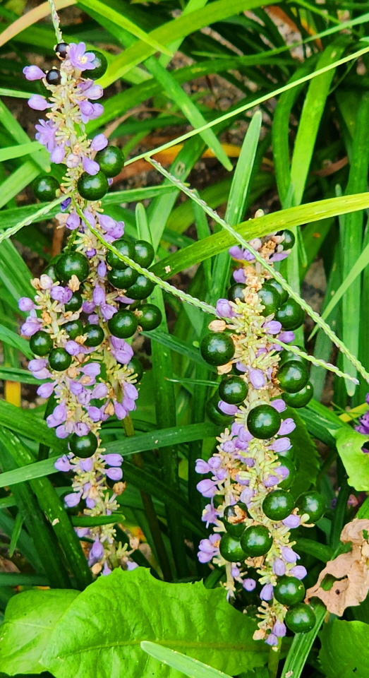 남산골한옥마울에 핀 맥문동 연보라색 꽃잎과 청록·검정 열매 .9월 11일 촬영