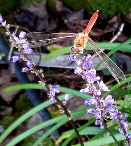 고추잠자리가 보라빛 맥문동 꽃대에 앉아 오수를 즐기고 있다. 2019년 9월13일 경남 남해 지족