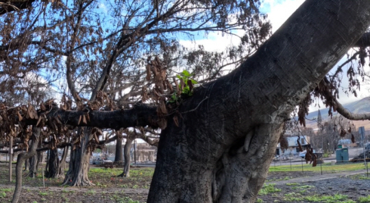 하와이 토지·자연자원부(DLNR) 페이스북 영상 캡처