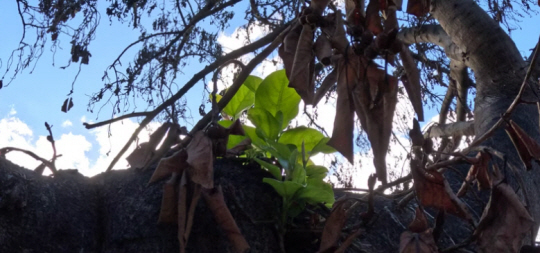 하와이 마우이섬 라하이나 마을 반얀트리에 새 잎이 돋아난 모습. 하와이 토지·자연자원부(DLNR) 페이스북 영상 캡처