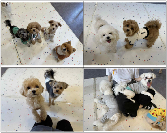 골드퍼피 애견유치원에서 위탁보호 중인 반려견이다. 서울시청 제공