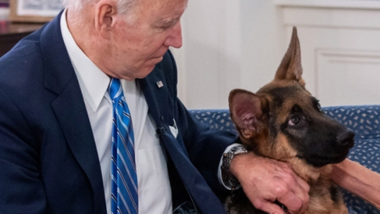 조 바이든 미국 대통령과 시간을 보내고 있는 반려견 커맨더. AFP 연합뉴스