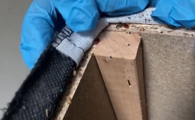 프랑스 파리 해충방제전문가가 소파에 있는 빈대를 보여주는 모습. 채널A 캡처