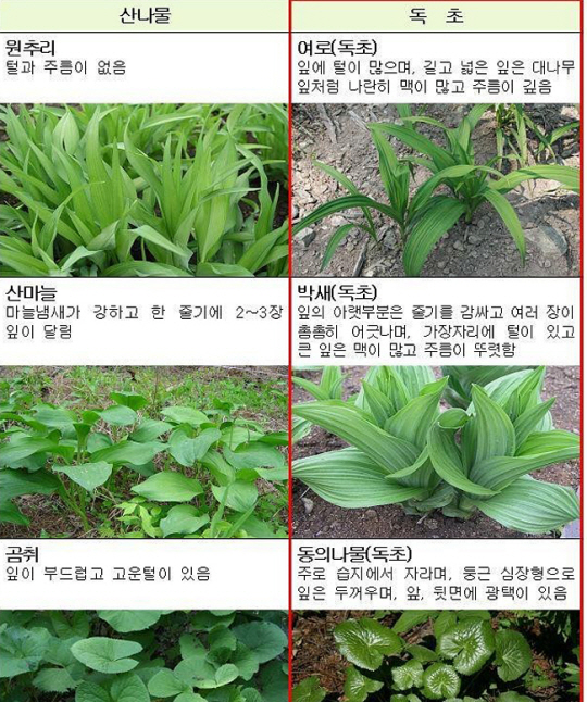 산나물과 독초. 행정안전부 제공