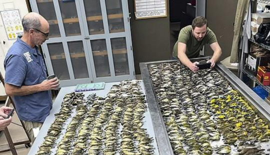 시카고 자연사 박물관의 조류 전문가들이 맥코믹플레이스 유리벽에 충돌해 폐사한 철새 1000 마리를 확인하고 있다. AP 연합뉴스