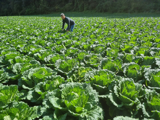 올해 김장철을 앞두고 절임 배추 20㎏ 기준 소비자 판매 가격이 5만 원 안팎으로 오르는 등 김장철 물가가 다시 들썩거리고 있다. 10일 강원 영월의 배추밭에서 한 농부가 배추를 살펴보고 있다.  연합뉴스