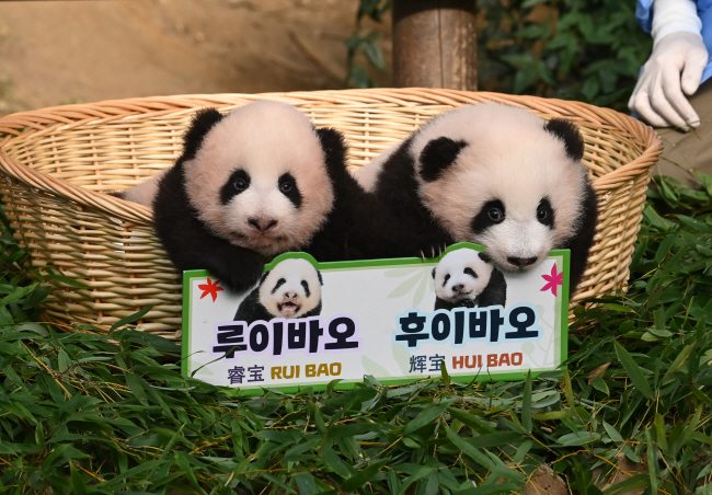 12일 오전 경기 용인 에버랜드 동물원 판다월드에서 사육사들이 지난 7월 7일 태어난 생후 100일(10월 15일)의 쌍둥이 아기 판다의 이름을 공개하고 있다.  김동훈 기자