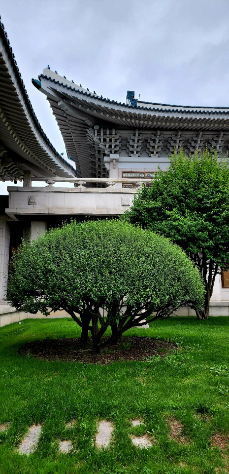 청와대의 금목서. 겨울 내내 푸른 잎과 자주색 열매, 섬세하고 풍성한 가지에 황홀한 향기까지 갖춰 최고의 정원수로 꼽힌다. 2022년 6월26일 촬영