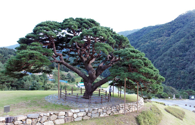 영월 솔고개 소나무.