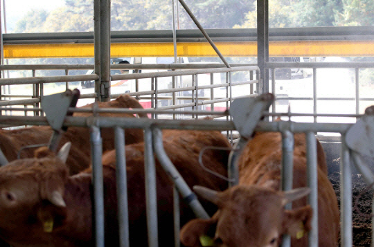 소 바이러스 질병인 럼피스킨병 확산으로 인해 전국의 축산 농가에 비상이 걸렸다. 사진은 광주 북구 한 축사 모습. 뉴시스