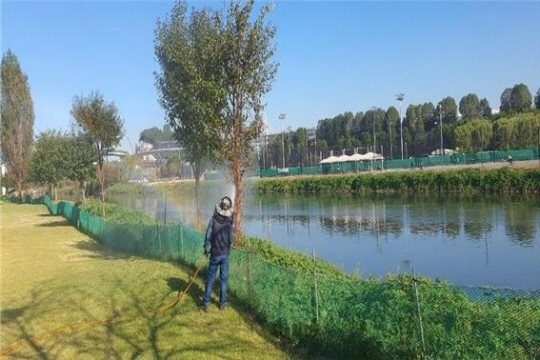 미국흰불나방 고압살수 작업. 서울시청 제공