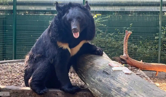 우크라이나 반달가슴곰 얌필. 파이브시스터즈 제공