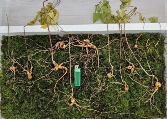 지리산에서 발견된 황절삼. 한국전통심마니협회 제공. 연합뉴스