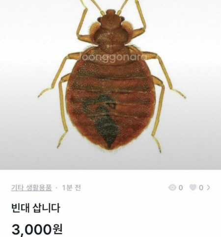 온라인 커뮤니티 캡처