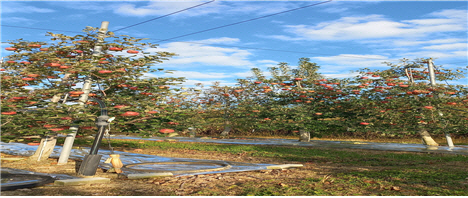 제2연평해전 전사자 고 서후원 중사 부친 서영석씨가 운영하는 경북 의성군 옥산면  사과농장. 박민식 국가보훈부장관 등 임직원 40여명이 13일 사과 수확 돕기 봉사활동을 할 예정이다. 국가보훈부 제공