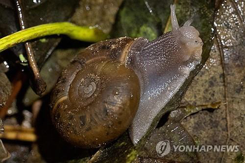 브레스트 지역에서 구조된 희귀종 캥페르 달팽이 AFP 연합뉴스