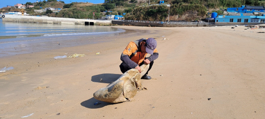 하태도 해안가에서 발견된 고래뼈. 신안군청 제공