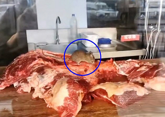중국의 한 훠궈 체인점에서 쥐 한 마리가 주방 작업대에 놓인 고기를 뜯어 먹고 있는 모습. 뉴시스.
