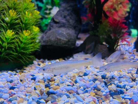 버들치. 경기도청 제공