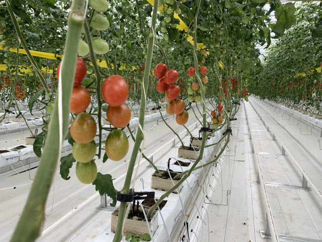 경북 상주시 상주스마트팜 혁신밸리 내 스마트팜에서 재배 중인 방울토마토.  경북도청 제공