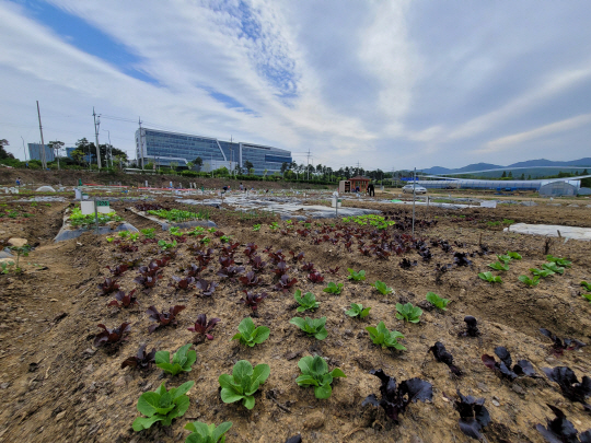 경기 성남시 중원구 성남동 일원 성남시청 건너편에 있는 성남시민농원 내 텃밭. 성남시청 제공
