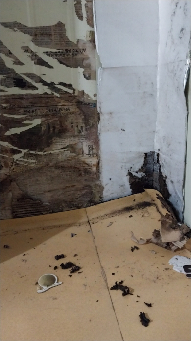 서울 서초구 소재 한 비닐하우스에 거주하고 있는 김모(13) 군의 방 벽 곳곳에 곰팡이가 피어 있다.  굿네이버스 제공