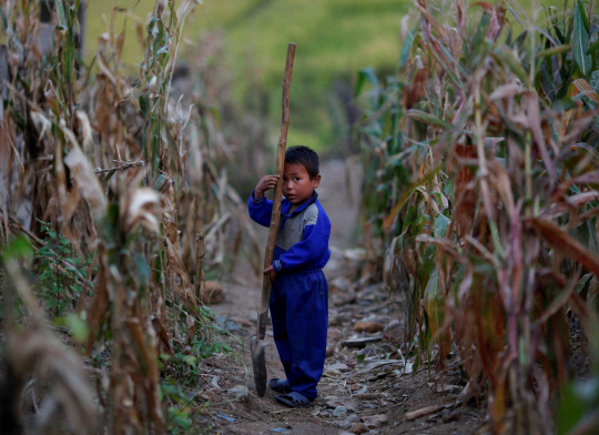 황해도 속사리 지역의 옥수수 농장에 있는 한 어린이. 로이터·연합뉴스 자료사진