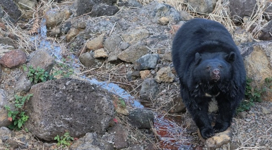 제주도 적응 끝내고 나들이 나선 반달가슴곰. 연합뉴스 자료사진