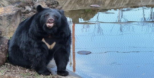 제주도 적응 끝내고 나들이 나선 반달가슴곰. 연합뉴스 자료사진