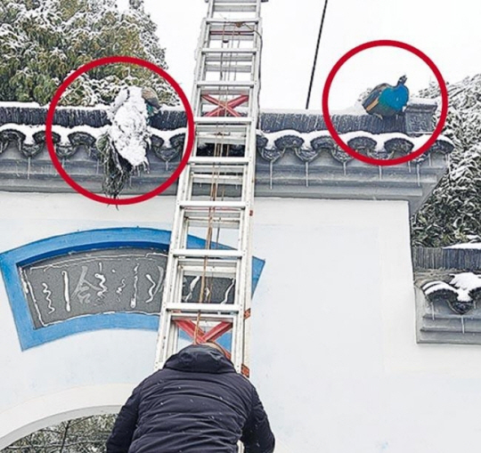 중국 우한에서 꼬리가 기와와 함께 얼어붙은 공작새 두 마리. 홍콩명보 캡처