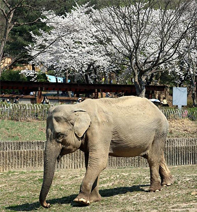 지난 13일 숨을 거둔 국내 최고령 코끼리 ‘사쿠라’의 생전 모습. 서울대공원 제공