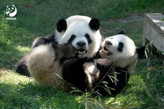 스페인에서 태어난 쌍둥이 판다 주주·유유. 중국 천관신문 홈페이지 캡처