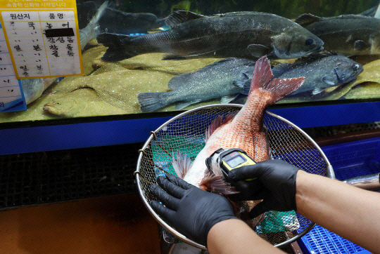 서울 동작구 노량진수산시장에서 시장관리부 직원이 일본산 수산물에 대해 방사능 검사를 하고 있다. 연합뉴스