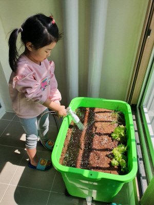 상자텃밭에 물을 주는 어린이. 강남구청 제공