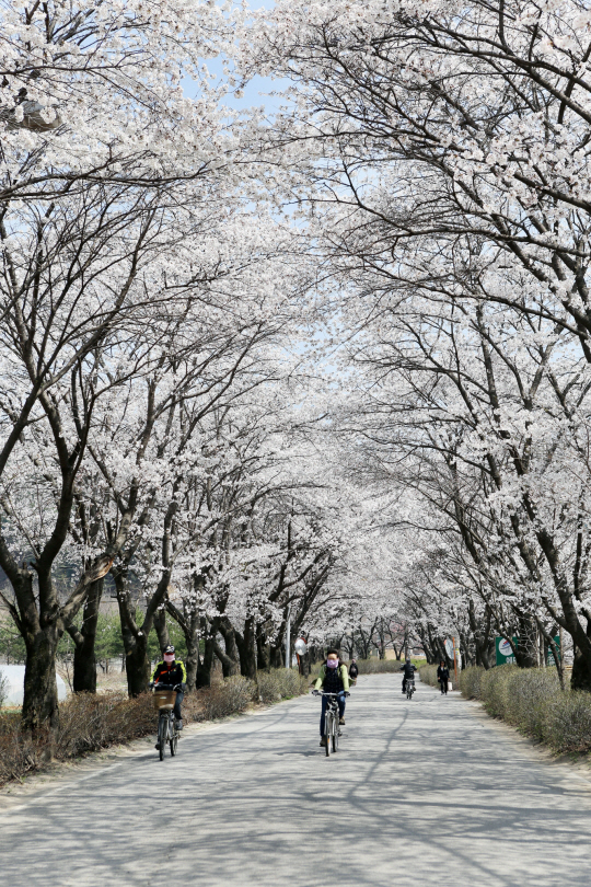 가평 에덴 벚꽃길 전경. 가평군청 제공