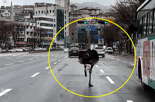 도로를 배회하는 타조. 연합뉴스 독자 제공.