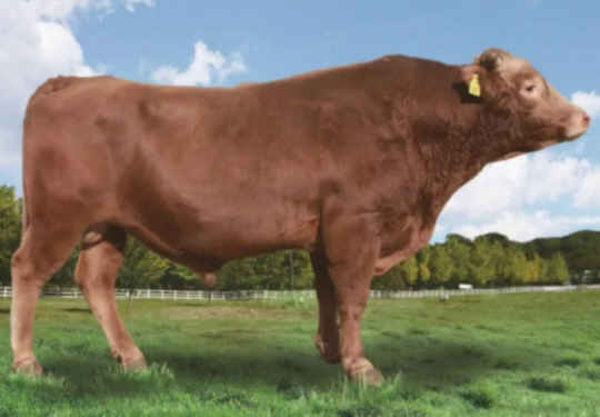 2022년 국가 보증씨수소로 선발된 18마리의 씨수소 중 1마리. 농촌진흥청 제공