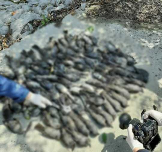 제주도 서귀포시 남원읍 한 과수원에서 감귤을 먹고 집단 폐사한 새들의 사체. 한국조류보호협회 제주도지회 제공