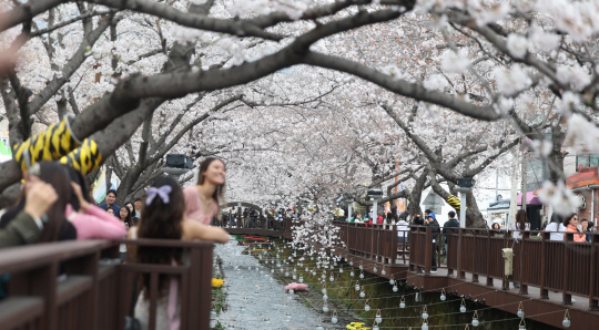 경남 창원지역 낮 최고기온이 17도까지 오른 29일 오후 경남 창원시 진해구 여좌천에서 진해군항제를 찾은 관광객이 벚꽃을 구경하고 있다. 연합뉴스
