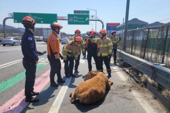 포획된 송아지. 경기도소방재난본부 제공