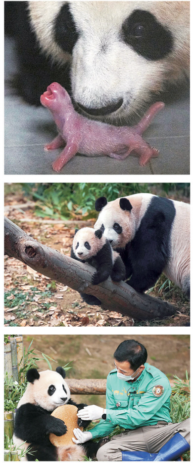 위에서부터 차례로 지난 2020년 7월 푸바오 출생 당일, 2021년 1월 푸바오가 처음 일반에 공개된 날 엄마 아이바오의 보살핌을 받는 장면, 2021년 7월 푸바오의 첫 돌잔치 모습.  삼성물산 리조트부문 제공